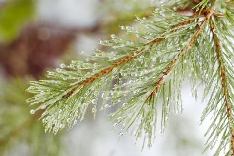 Coniferous branches with raindrops Stock Photos