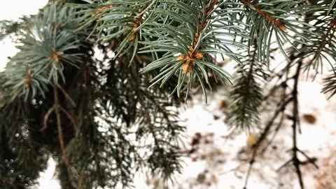 Coniferous branches with snow. winter coniferous branches close-up. snowy day. Stock Footage 99234693