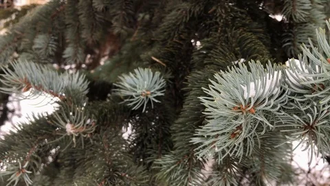 Coniferous branches with snow. winter coniferous branches close-up. snowy day. Stock Footage 99234694