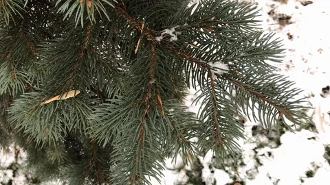 Coniferous branches with snow. winter coniferous branches close-up. snowy day. Stock Footage 99234696