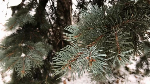 Coniferous branches with snow. winter coniferous branches close-up. snowy day. Stock Footage 99234700