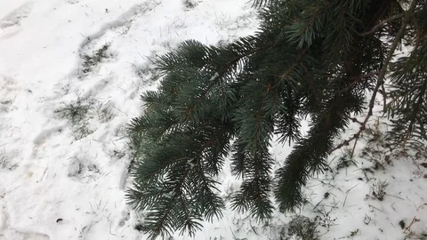 Coniferous branches with snow. winter coniferous branches close-up. snowy day. Stock Footage 99234701