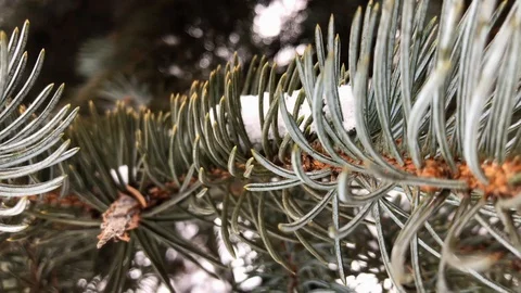 Coniferous branches with snow. winter coniferous branches close-up. snowy day. Stock Footage 99234740