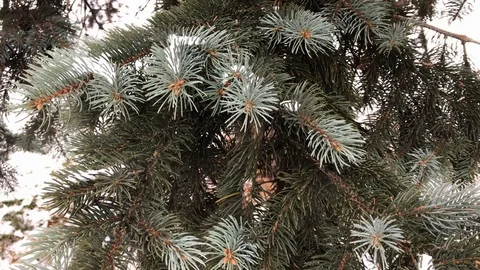 Coniferous branches with snow. winter coniferous branches close-up. snowy day. Stock Footage 99234741