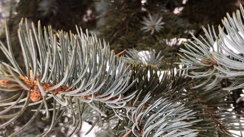 Coniferous branches with snow. winter coniferous branches close-up. snowy day. Stock Footage 99234743