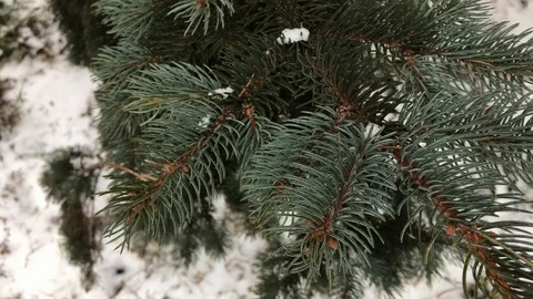 Coniferous branches with snow. winter coniferous branches close-up. snowy day. Stock Footage 99234746