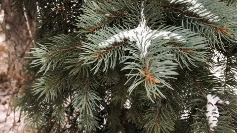 Coniferous branches with snow. winter coniferous branches close-up. snowy day. Stock Footage 99234747