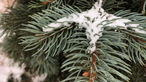 Coniferous branches with snow. winter coniferous branches close-up. Video stock 99234777