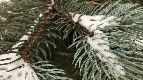Coniferous branches with snow. winter coniferous branches close-up. Stock Footage 99234778