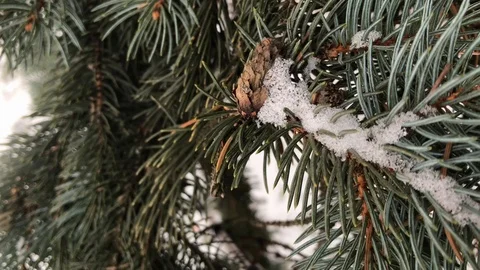 Coniferous branches with snow. winter coniferous branches close-up. Stock Footage 99234779