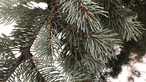 Coniferous branches with snow. winter coniferous branches close-up. Stock Footage 99234780