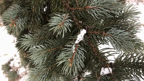 Coniferous branches with snow. winter coniferous branches close-up. Stock Footage 99234781