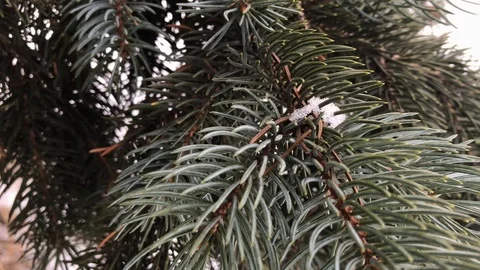 Coniferous branches with snow. winter coniferous branches close-up. Stock Footage 99234790