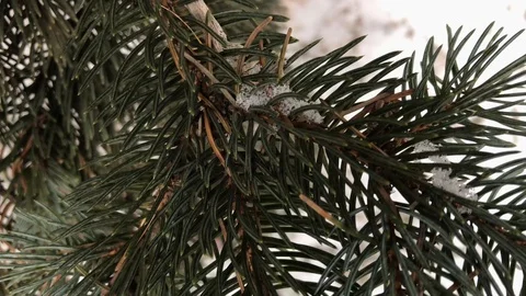 Coniferous branches with snow. winter coniferous branches close-up. Stock Footage 99234793