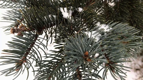 Coniferous branches with snow. winter coniferous branches close-up. Stock Footage 99234798