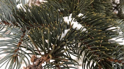 Coniferous branches with snow. winter coniferous branches close-up. Stock Footage 99234800