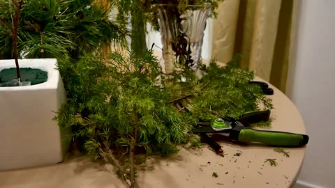 Coniferous branches on the table close-up Stock Footage 242571321