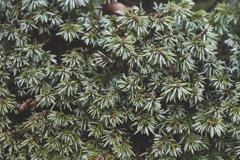 Coniferous branches texture, selective focus Stock Photos
