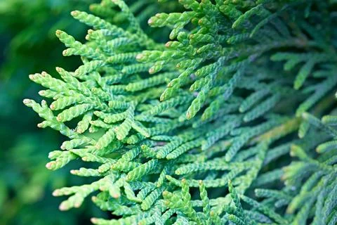 Coniferous branches. Thuja branches in spring. Stock Photos
