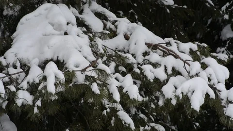 Coniferous branches in winter close-up Video stock 122905388
