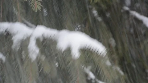 Coniferous branches in winter close-up Stock Footage 122905492