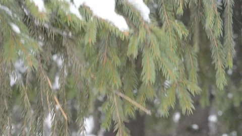 Coniferous branches in winter close-up Stock Footage 122905537