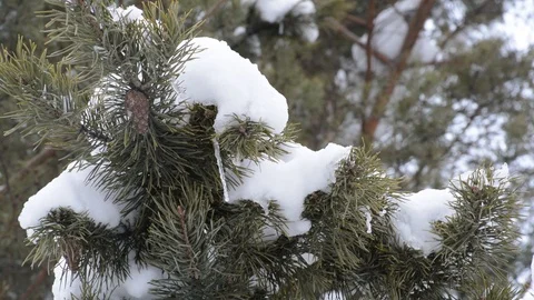 Coniferous branches in winter close-up Stock Footage 122907673