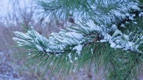 Coniferous brunch with snow in winter 動画素材 71158696