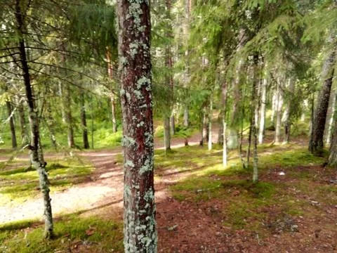 Coniferous clearing in the forest Foto stock