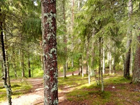 Coniferous clearing in the forest Stock Photos
