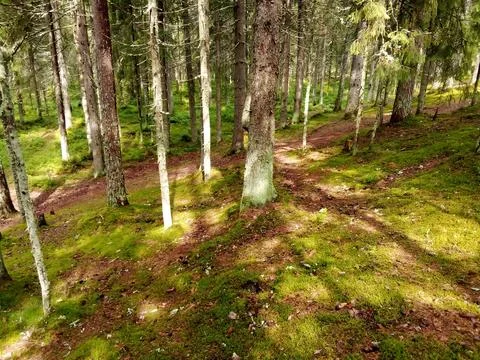 Coniferous clearing in the forest Foto stock