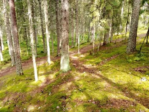 Coniferous clearing in the forest Stock Photos
