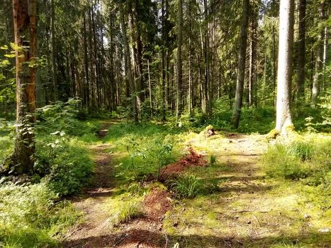 Coniferous clearing in the forest Foto stock