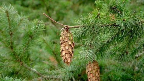Coniferous cone on a Douglas fir branch with green fresh evergreen needles Vídeo Stock
