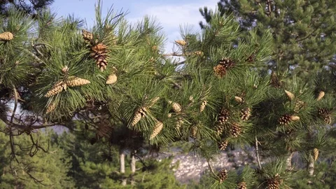 Coniferous cones 1 4K 24FPS Stock Footage 123533014