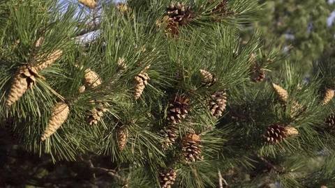 Coniferous cones 2 4K 24FPS Stock Footage 123533079