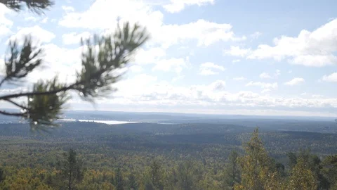 Coniferous deciduous forest panorama Video stock 104098652