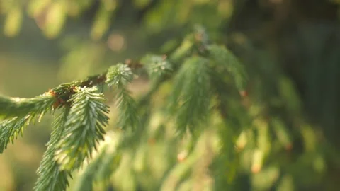 Coniferous evergreen branches surrounded sunlight tracking shot natural wild Stock Footage 199424162