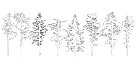 Coniferous evergreen trees with branches knots sticks, contours. Vector ill.. Stock Illustration