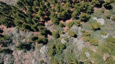 Coniferous, evergreen trees growing from dead volcanic land, Teide National Park Stock Footage 110896679