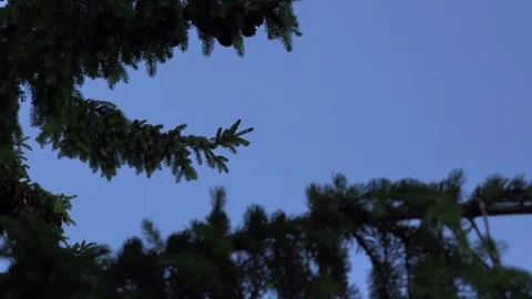 Coniferous fir tree branches with cones move under blue sky background. 4K Stock Footage 72764298
