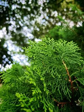 Coniferous Foliage with Bokeh Effect Foto stock