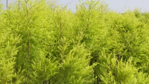 Coniferous Foliage Stock Footage 335208057