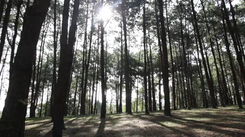 Coniferous Stock Footage 34316755