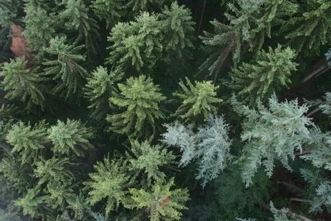 Coniferous forest from above Stock Photos