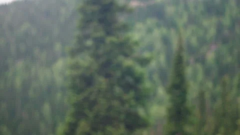 Coniferous forest from above, shooting from a cable lift Stock Footage 200668662