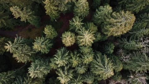 Coniferous forest from above, view from a drone Stock Footage 314942002