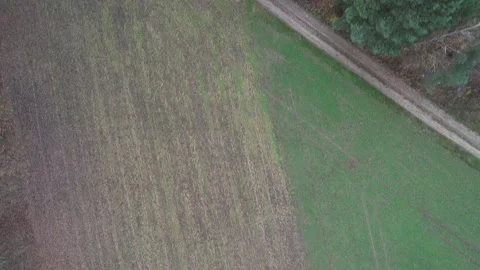 Coniferous forest, aerial shot of trees and road. 스톡 동영상 295380555