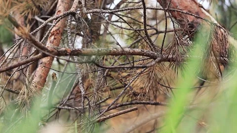 Coniferous forest after a fire, burnt pine branches, selective focus Stock Footage 188759145