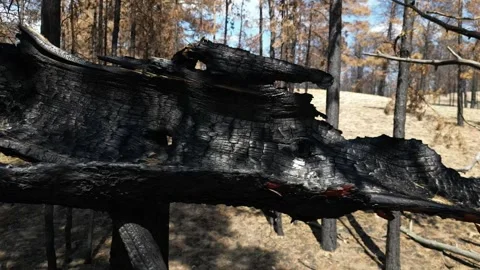 Coniferous forest after the fire 库存影片 247729195